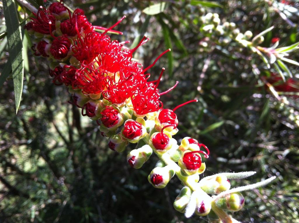 Bendigo Bottle Brush