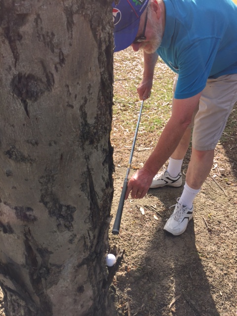 Dennis up a tree