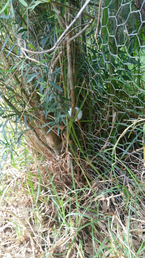 Beast in a tree.
