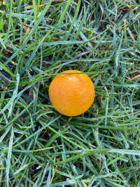 Orange squash?