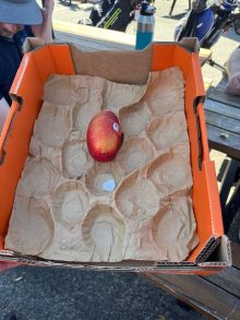 Last mango in what might be the last box of Kenny mangoes for a while