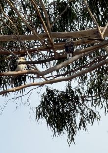 Two Kookas in a tree on the 14th